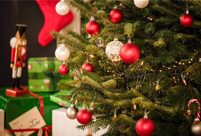 Nordmanntanne als beliebter Weihnachtsbaum