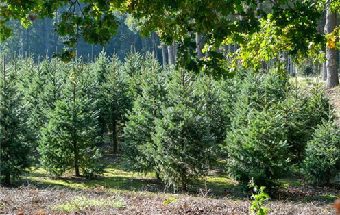 bigstock-Christmas-Tree-Green-Bio-Plant-246985378.jpg