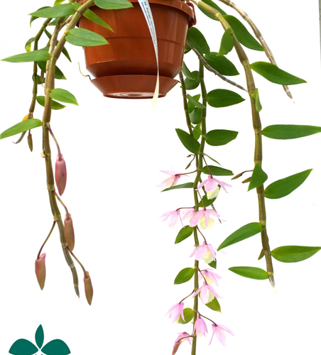 Dendrobium aphyllum (pieradii)