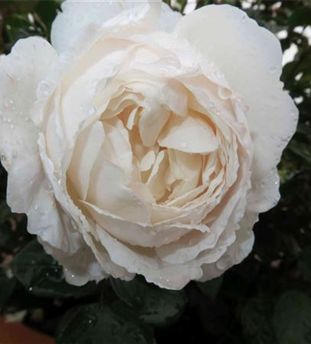 Englische Rose 'Desdemona'®